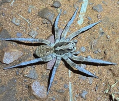 Lycosidae