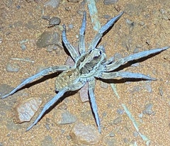 Lycosidae