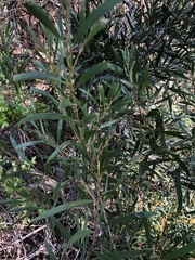 Acacia longifolia