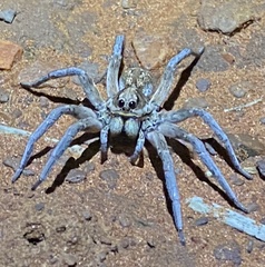 Lycosidae