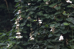 Thunbergia grandiflora