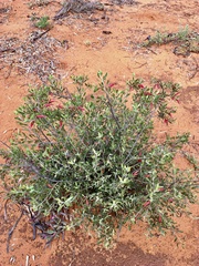 Eremophila glabra