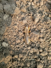 Gryllotalpa gryllotalpa