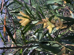 Acacia longifolia