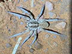 Lycosidae