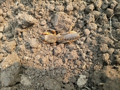 Gryllotalpa gryllotalpa