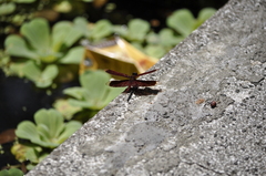 Neurothemis taiwanensis