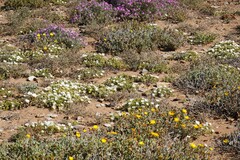 Drosanthemum framesii