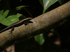 Eutropis