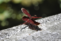 Neurothemis taiwanensis