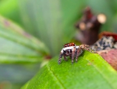 Carrhotus coronatus