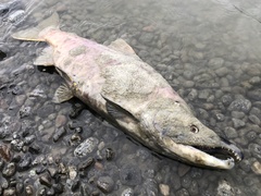 Oncorhynchus nerka