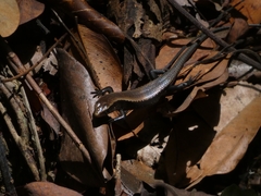 Eutropis