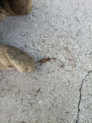 Gryllotalpa gryllotalpa