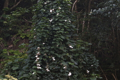 Thunbergia grandiflora