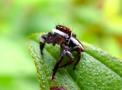 Carrhotus coronatus