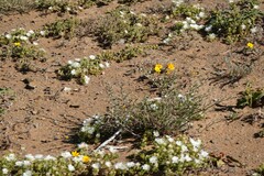 Drosanthemum framesii