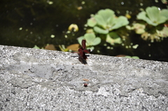 Neurothemis taiwanensis