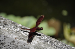 Neurothemis taiwanensis