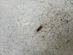 Gryllotalpa gryllotalpa