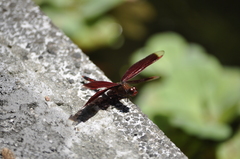 Neurothemis taiwanensis