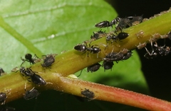 Aphis