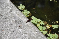 Neurothemis taiwanensis