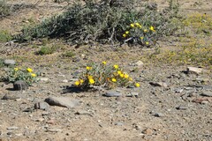 Malephora crassa