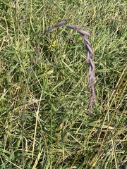 Elymus sibiricus