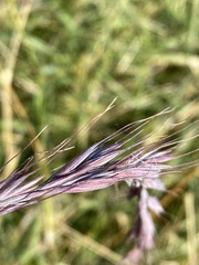 Elymus sibiricus