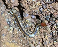 Scolopendra laeta