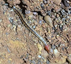 Scolopendra laeta