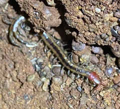 Scolopendra laeta