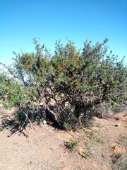 Searsia longispina