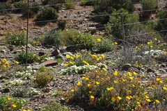 Drosanthemum framesii