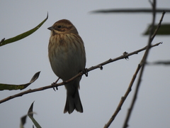 Emberiza schoeniclus
