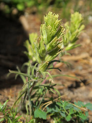 Castilleja thompsonii