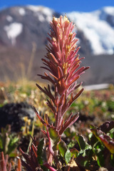 Castilleja thompsonii