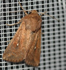 Mythimna albipuncta