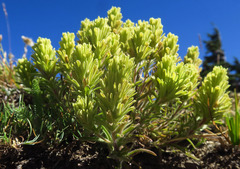 Castilleja thompsonii