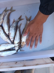 Opsariichthys uncirostris