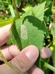 Agromyzidae