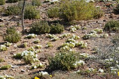 Drosanthemum framesii