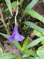 Zonamegilla