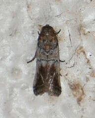 Chararica hystriculella