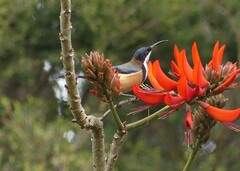 Acanthorhynchus tenuirostris