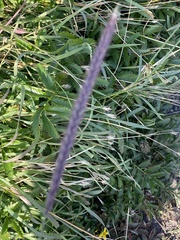 Hordeum brevisubulatum