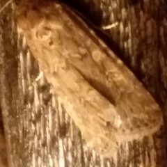 Spodoptera exigua