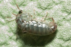 Arcitalitrus sylvaticus