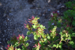 Acalypha radians